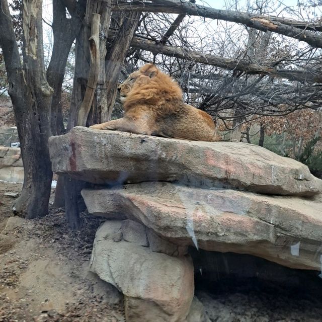 Everland in korea