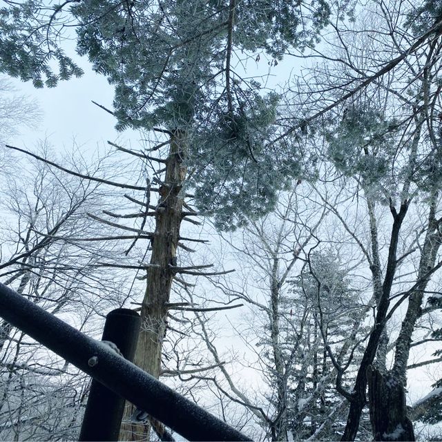 오대산 비로봉 눈꽃여행