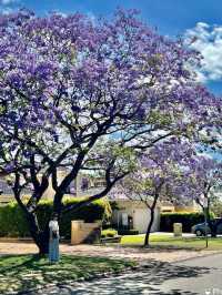 澳洲柏斯浪漫 💕藍花楹Jacaranda 💜