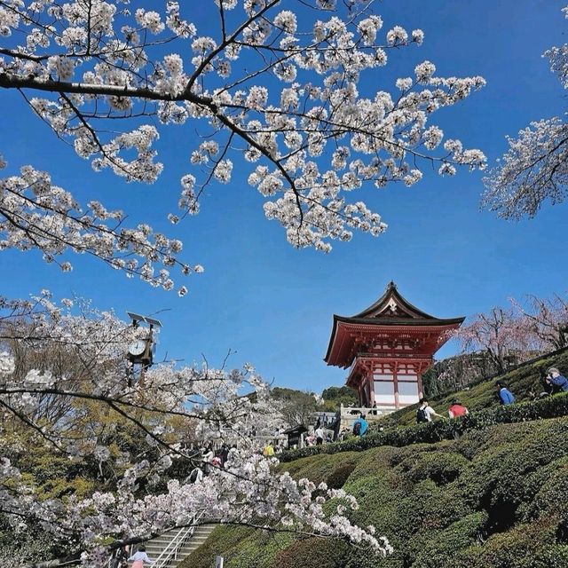 Kiyomizu-dera, Kyoto in Spring! 🌸🍀🌿🌱