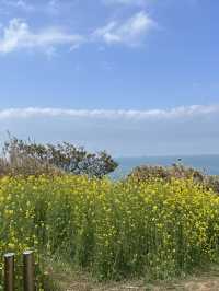 유채꽃이 만개한 수성당에서 힐링 가득 하루 보내기🌼
