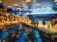 【山口】市立しものせき水族館・海響館
