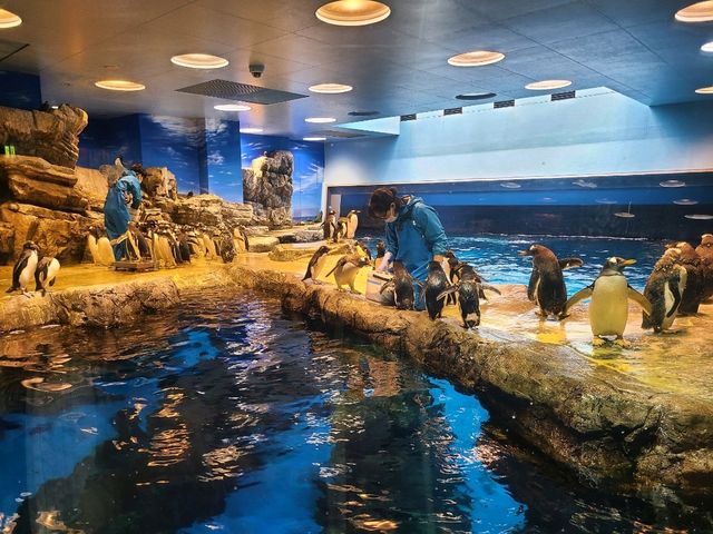 【山口】市立しものせき水族館・海響館