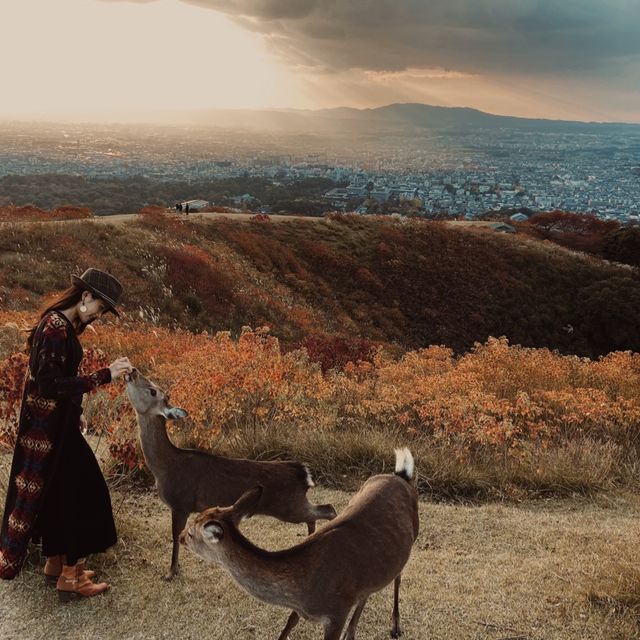 🍁秋季限定餵小鹿🦌秘境｜奈良·若草山🇯🇵