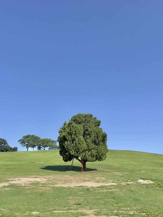 서울 올림픽공원 원조 사진 맛집 #나홀로나무 🌳