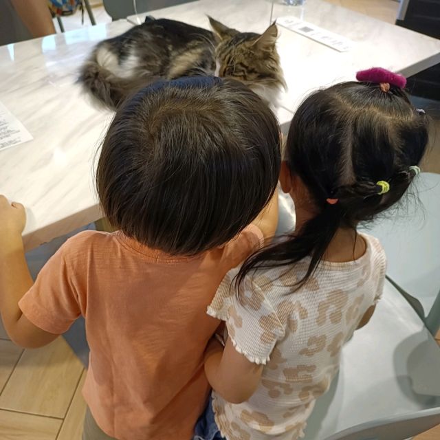 貓奴必去cafe