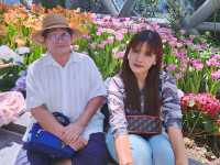 ชมดอกทิวลิป ดอกไฮเดรนเยีย ฟรี!!