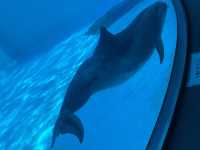 【名古屋・港区】日本最大級❗️海の生き物について学べる場所🐬