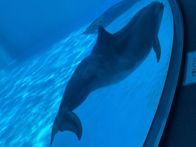 【名古屋・港区】日本最大級❗️海の生き物について学べる場所🐬