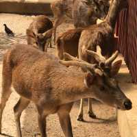 Langkawi Wildlife Park