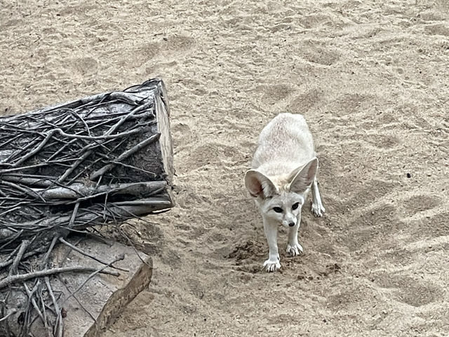 好玩的深圳野生動物園