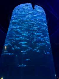 Welcome to Ocean Park Hong Kong! 
