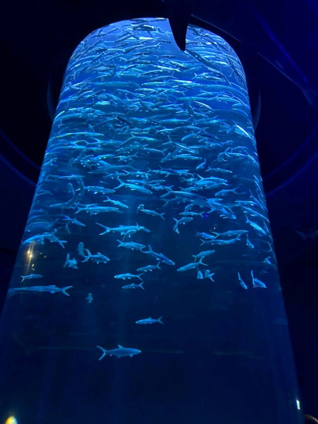 Welcome to Ocean Park Hong Kong! 