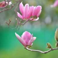 春暖花開~百花齊放~花團錦簇~爭相競艷