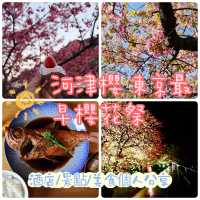 河津櫻，東京最早櫻花祭   酒店/景點/美食個人分享