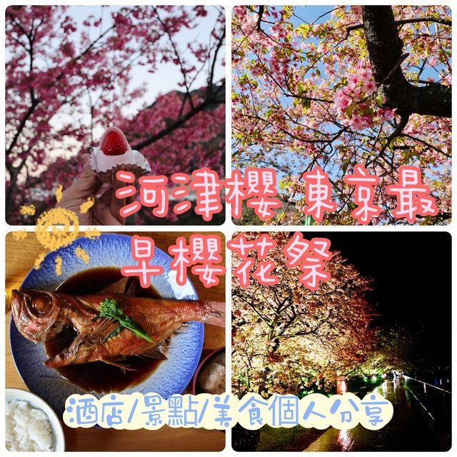 河津櫻，東京最早櫻花祭   酒店/景點/美食個人分享