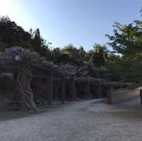 幸運的一天🐰大久野島