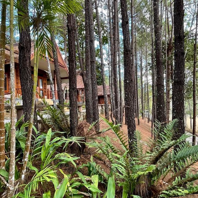 ป่าสนวัดจันทร์🌲กัลยาณิวัฒนา