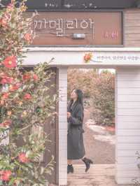 동백도 보고, 귤나무도 보고, 유채꽃도 볼 수 있는 제주 동백명소••♥ 