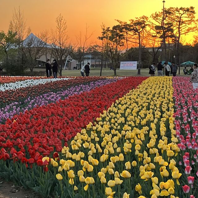 노을지는 풍경 속 가득한 튤립 구경 가능한 “문암생태공원” 노을지는 풍경 속 가득한 튤립 구경 가능한 “문암생태공원”