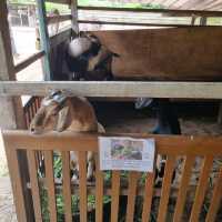 Hanging Out At Desaru Ostrich Farm