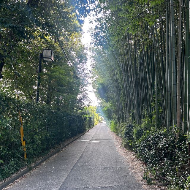 Lose yourself in a magical bamboo forest 
