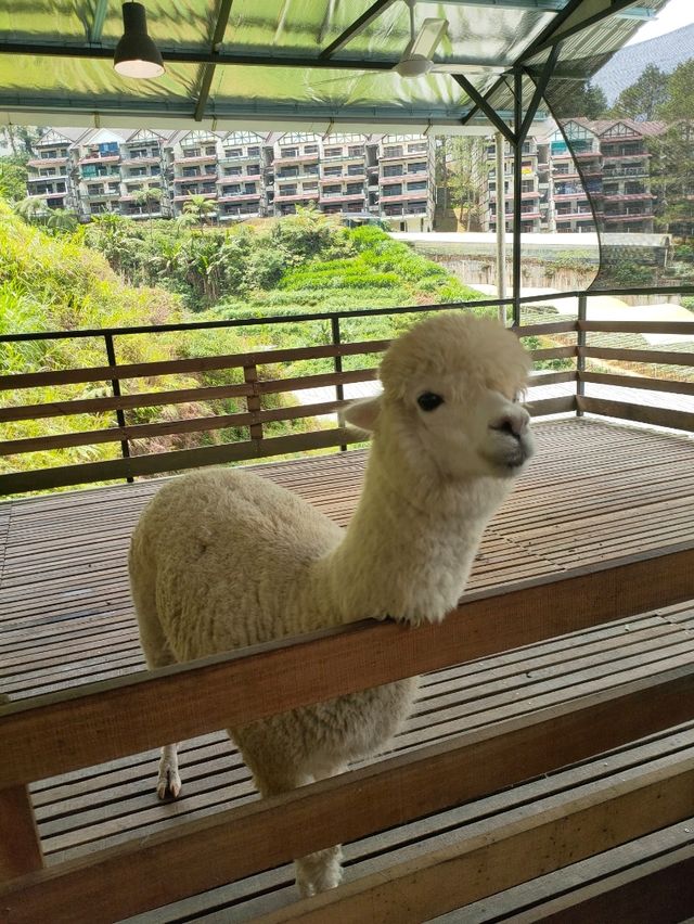 Alpaca & Sheep in Malaysia 