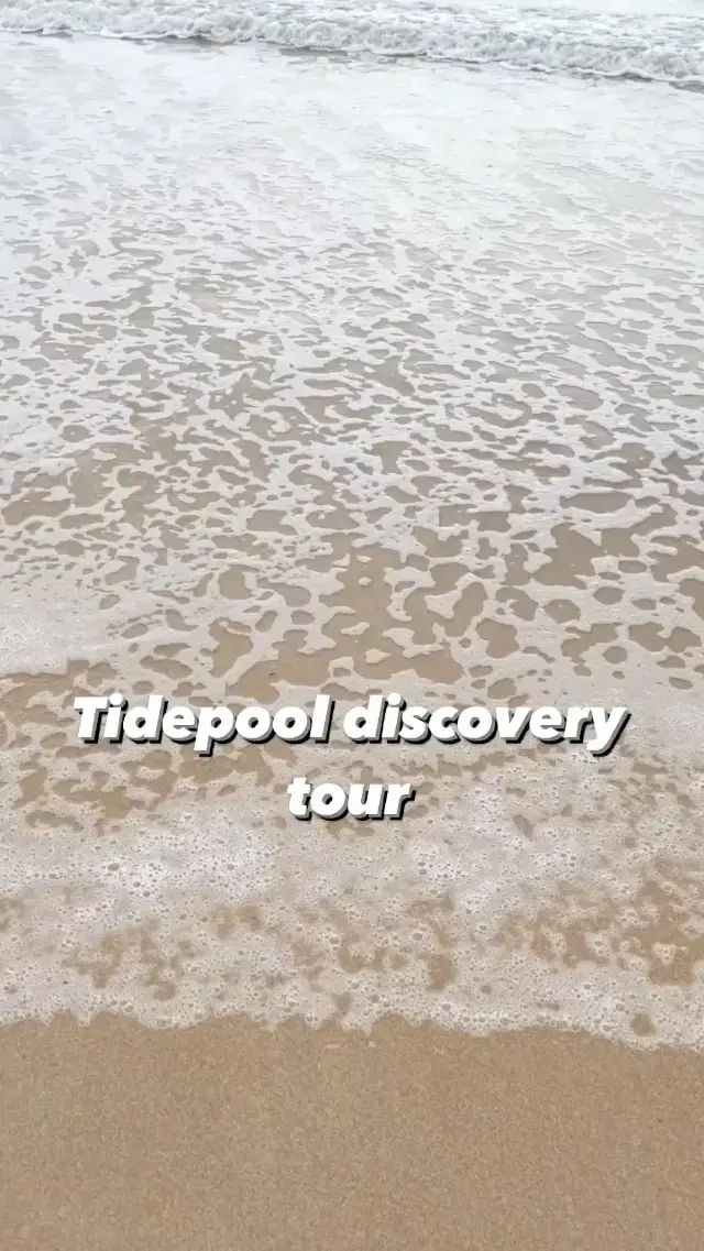 Tidepool discovery tour