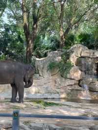🇨🇳深圳｜親子遊x 深圳野生動物園🌟
