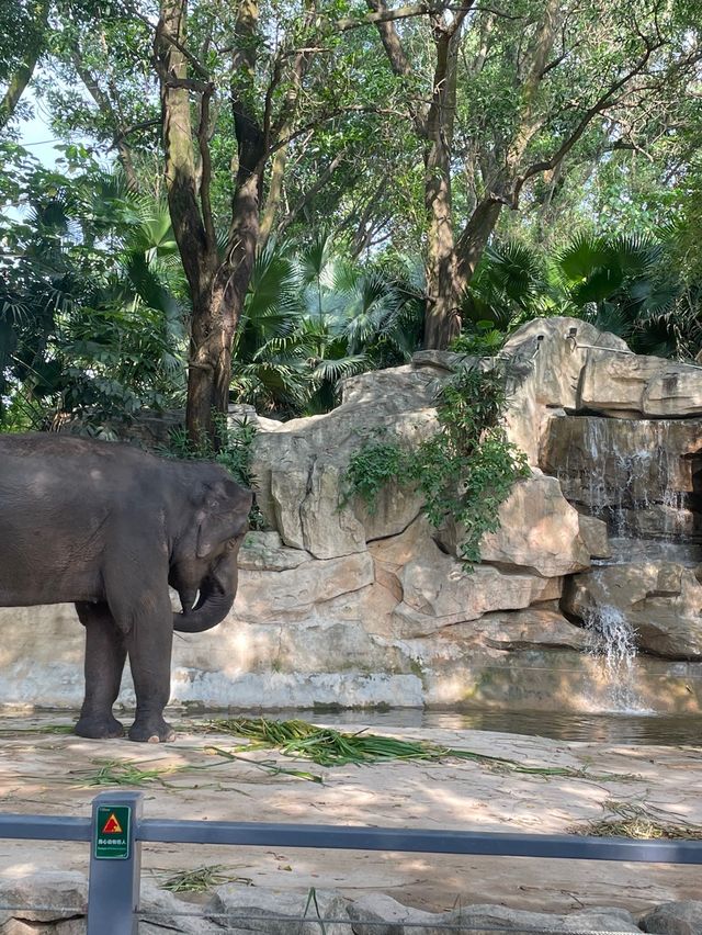 🇨🇳深圳｜親子遊x 深圳野生動物園🌟