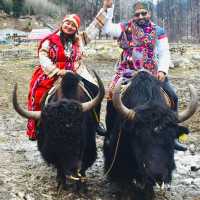 A breath of fresh air in the lap of Manali