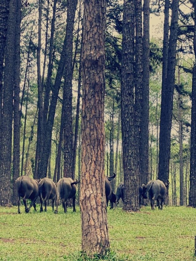 สวนสนบ่อแก้ว​ ฮอด​ เชียงใหม่