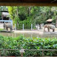 新加坡動物園 singapore zoo - 很適合小朋友去的景點