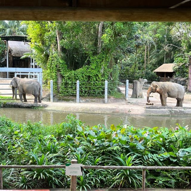 新加坡動物園 singapore zoo - 很適合小朋友去的景點
