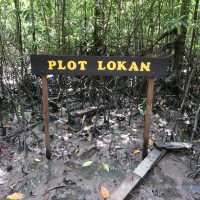 Venture into the Heart of Tanjung Piai