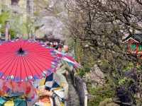 【京都市】水面に揺らぐ桜並木🌸
