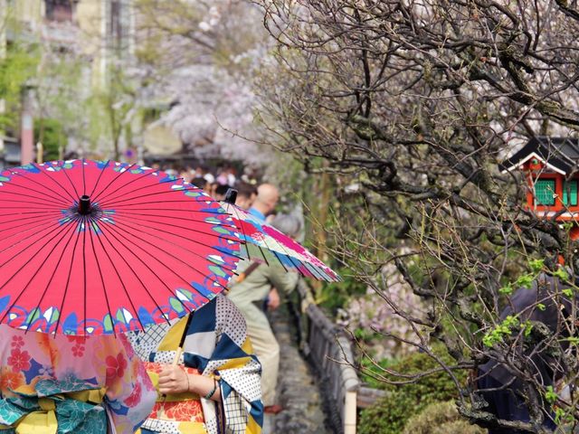【京都市】水面に揺らぐ桜並木🌸