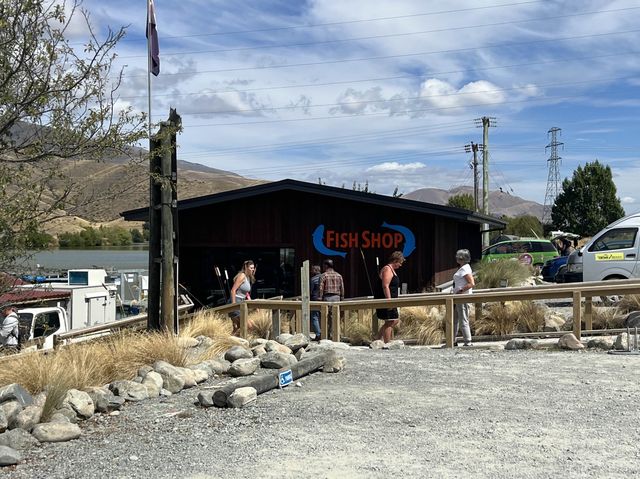 紐西蘭景點，高山鮭魚農場Twizel High Country Salmon，想吃新鮮鮭魚來這裡就對了