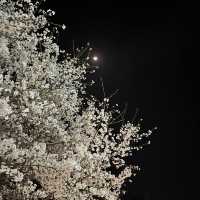 사람보다 벚꽃이 더 많은 공주 벚꽃 스팟모음🌸