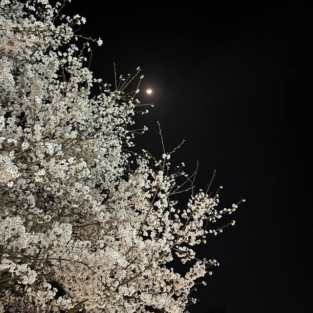 사람보다 벚꽃이 더 많은 공주 벚꽃 스팟모음🌸