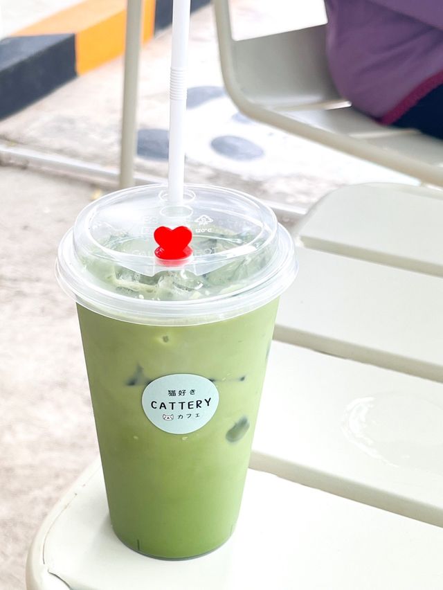 CATTERY CAFÉ TRAD🌸🍵