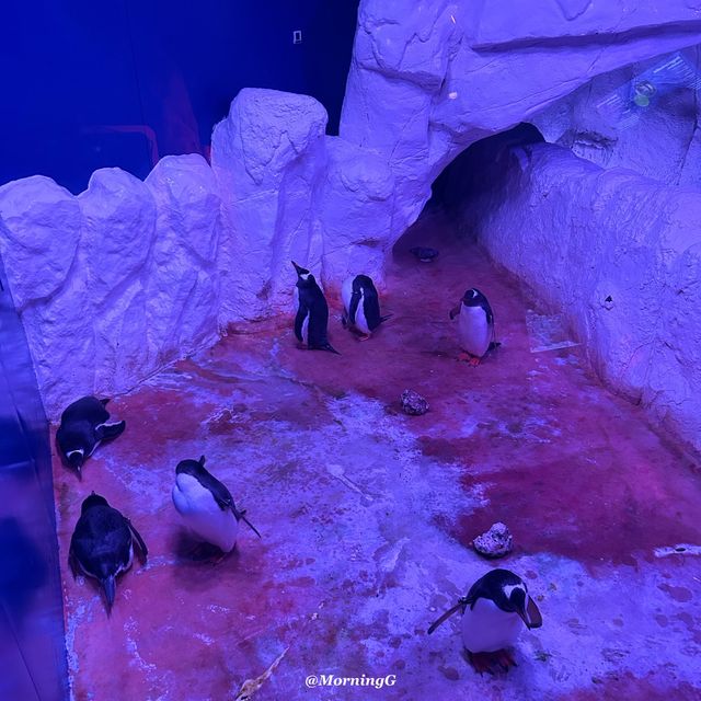 SEA LIFE Bangkok Ocean World 🐠 