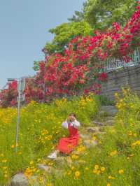 장미와 금계국 가득 핀 청주🌹🌼