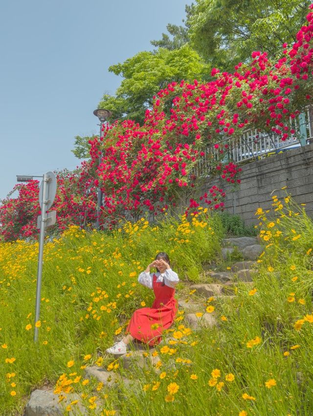 장미와 금계국 가득 핀 청주🌹🌼 장미와 금계국 가득 핀 청주🌹🌼