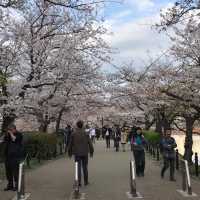 櫻花🌸盛放之時👍🏻必去上野恩賜公園👌🏻家庭一日遊😆日本🗾人最愛之地