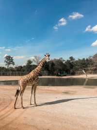 Safari Park กาญจนบุรี 