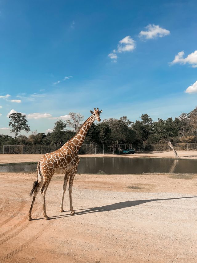 Safari Park กาญจนบุรี 