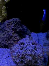 Aquaria Phuket อะควาเรียมมาตรฐานสากล