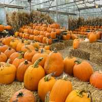 【巨大なカボチャ畑！】カナダでハロウィンを初体験！inリッチモンド
