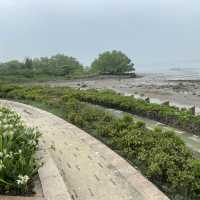 【城市中的巨大綠洲：深圳灣公園】